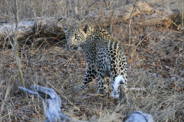 Pardus leopard niche leopards