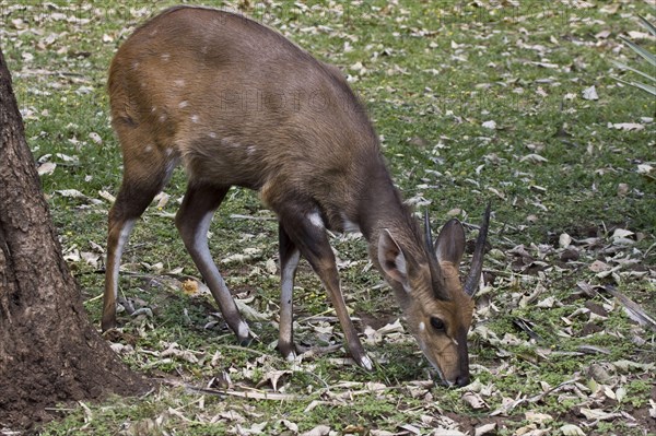 Bushbuck