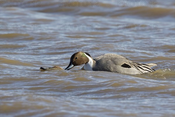 Northern pintail