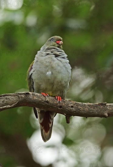 African african green pigeon