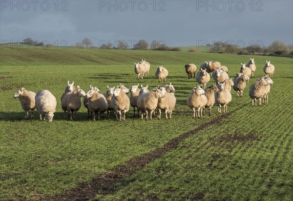 Domestic sheep