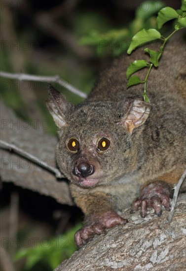 Brown greater brown greater galago
