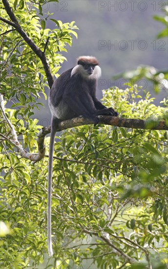 Purple-faced Langur