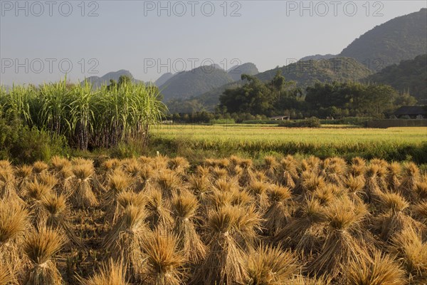 Asian rice