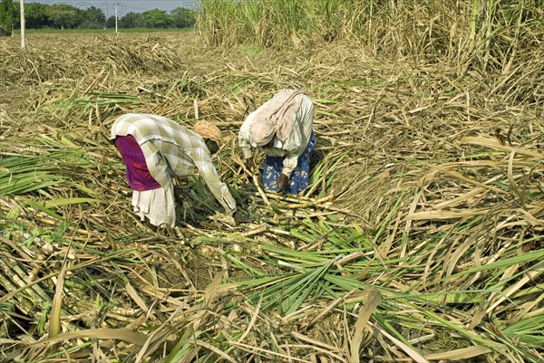 Sugar cane