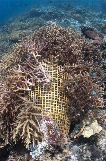 Fish trap covered with staghorn coral