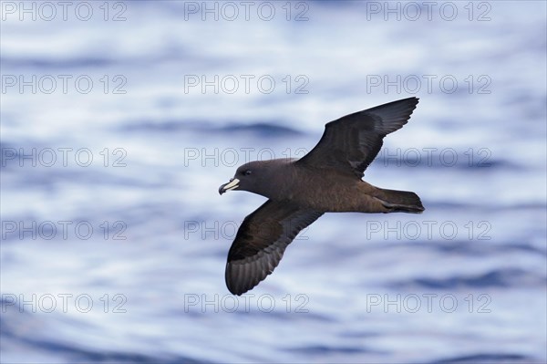 Westland petrel