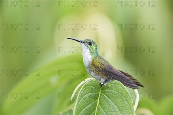 Adult white-breasted emerald