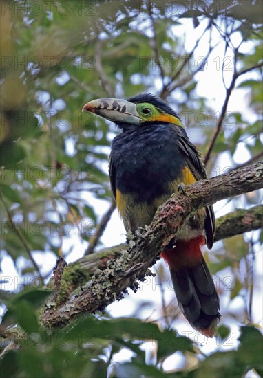 Spot-billed Toucanet