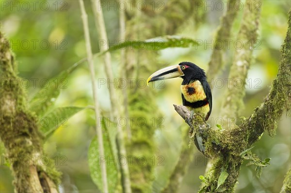 Pale-mandibled Aracari