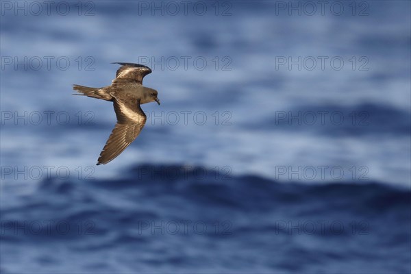 Tristram's Storm-petrel