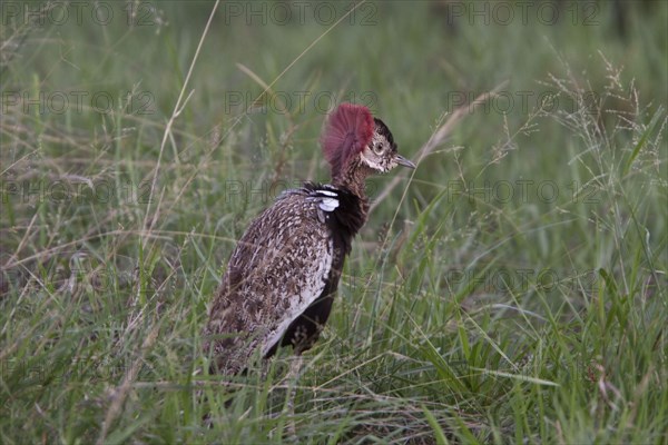 Red crested bustard