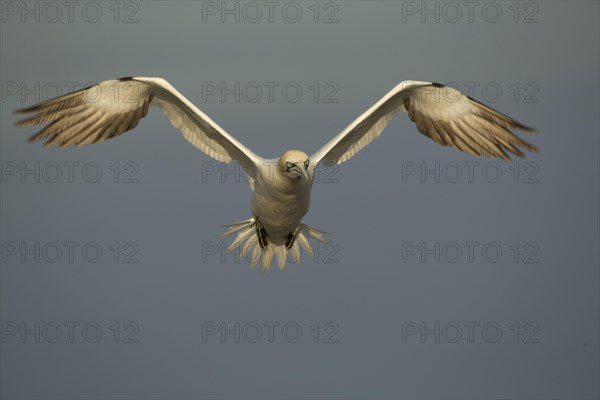 Northern Gannet adult