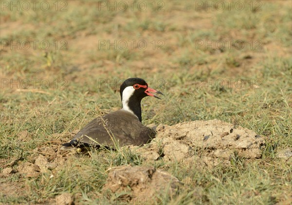 Red-wattled lapwing