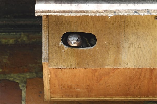 Common Swift