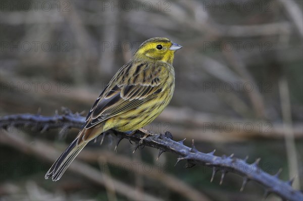 Yellowhammer