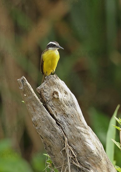 Small Kiskadee