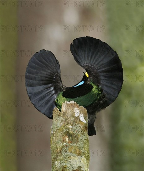 Victoria's Riflebird