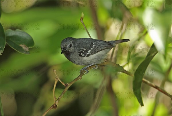 White-flanked Antwren