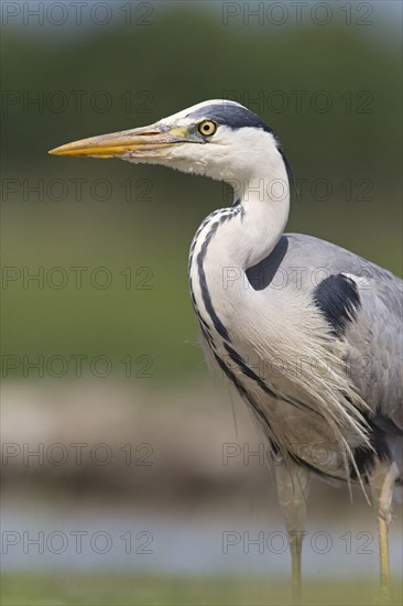 Grey heron