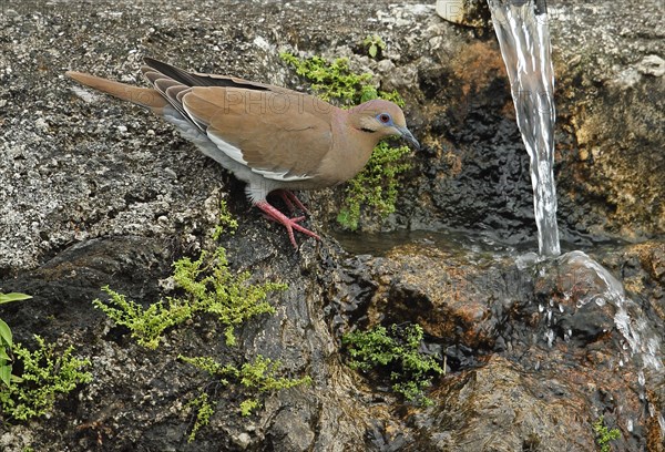 White-winged Dove