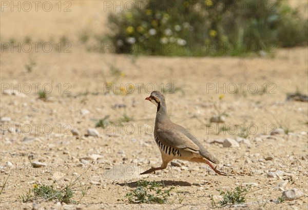 Chukar partridges