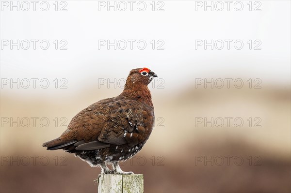 Red grouse