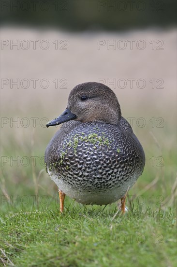 Gadwall