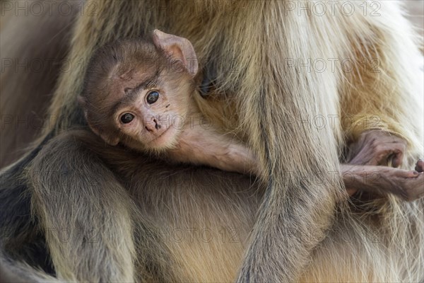 Southern southern plains gray langur