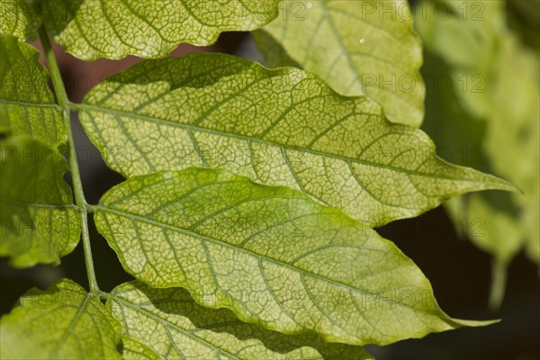 Chlorosis caused by iron deficiency on the leaves of a