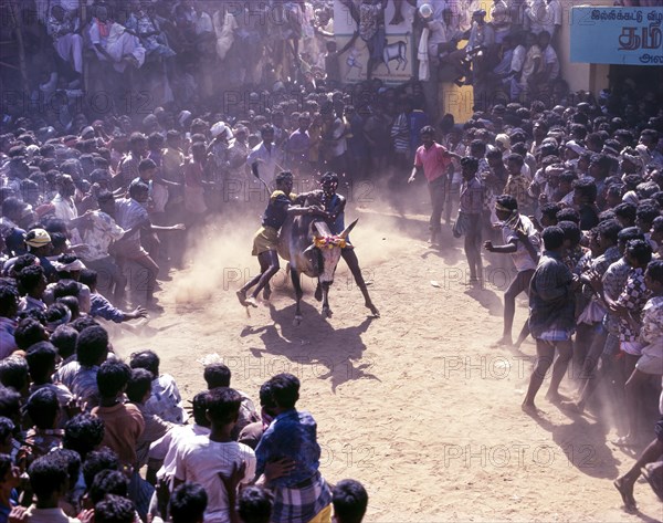 Jallikattu