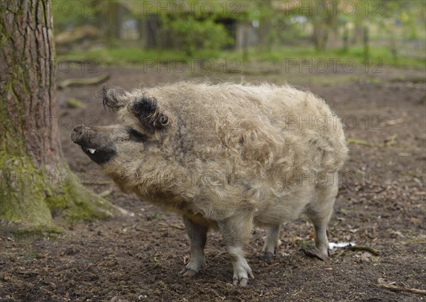 Mangalitsa woolly pig