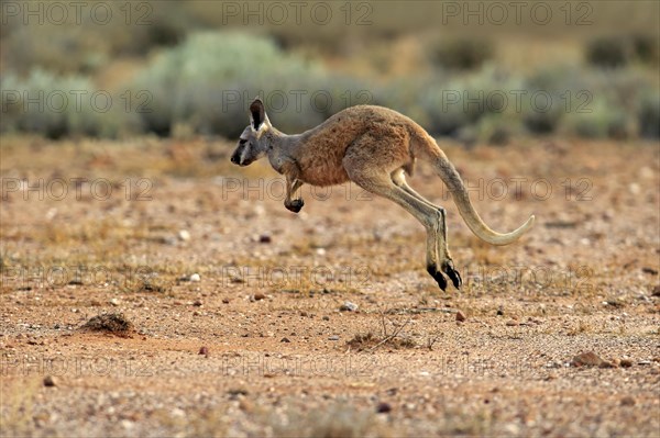 Red Kangaroo