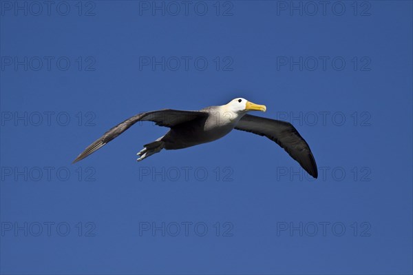 Flying Galapagos Waved Albatross