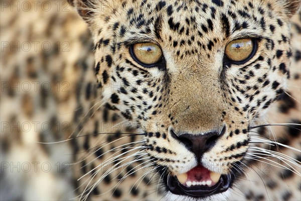 African leopard