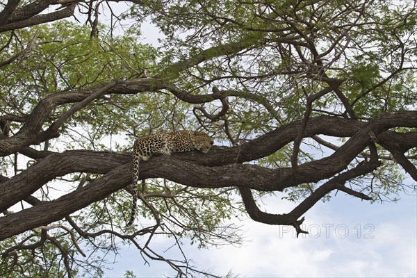 Pardus leopard niche leopards