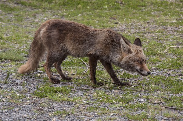 Iberian Red Fox