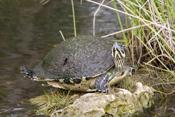 (Pseudemys rubriventris) nelsoni, florida red-bellied cooter (Pseudemys nelsoni), red-bellied ornamental turtles, red-bellied ornamental turtles