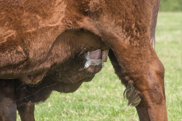 Red Ruby Devon cattle