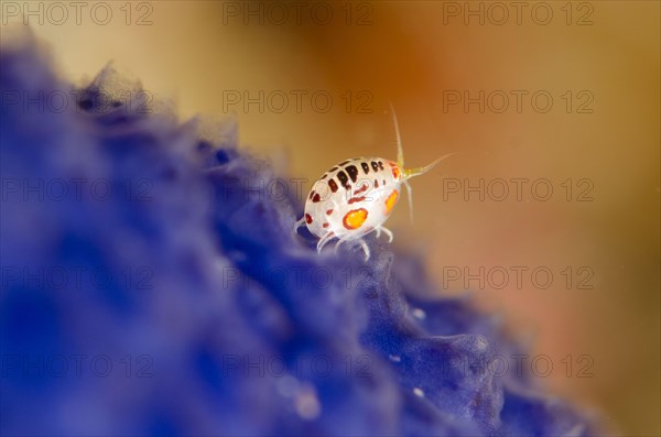 Ladybug Amphipod