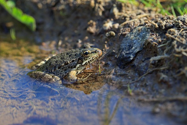 Bedriaga's Frog