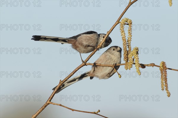 Long-tailed Tit