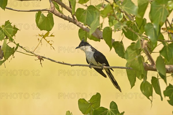 Jacobin cuckoo