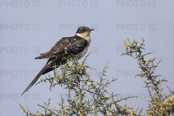 Great Spotted Cuckoo