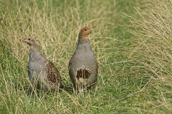 Grey Partridge