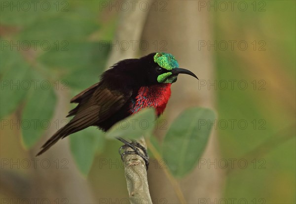 Scarlet-chested Sunbird