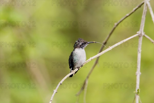 Bee Hummingbird