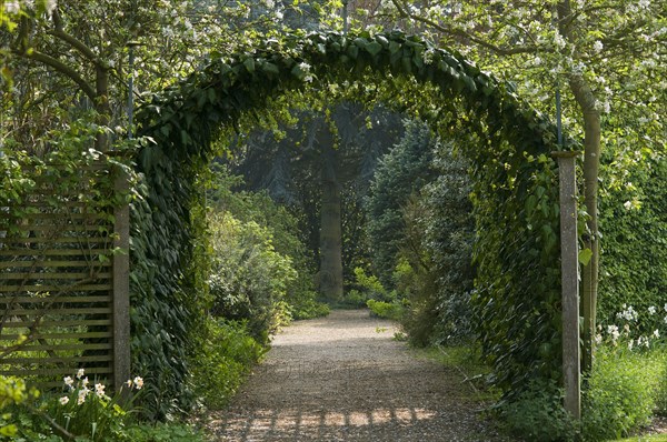 Climber foliage on archway over garden path