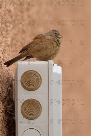 House Bunting