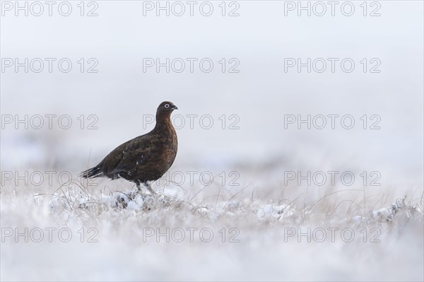 Red Grouse